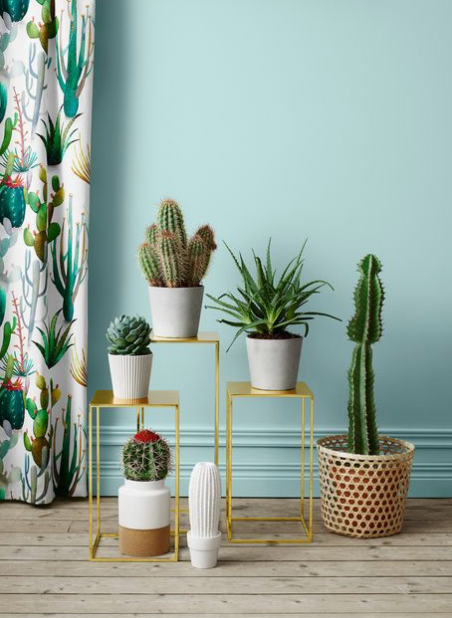 Cactus Friends | Indoor House Plants, Accents & Trends